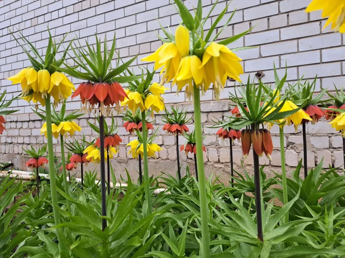Всем здравствуйте! Пришло время Рябчиков императорских🌿🌼🌸 Настоящие красавцы! Ни дождь, ни снег, ни 