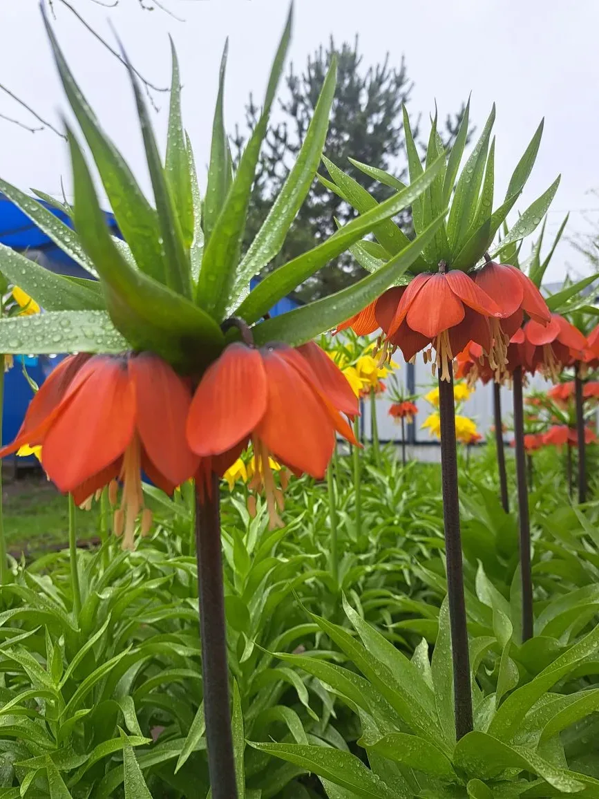 Всем здравствуйте! Пришло время Рябчиков императорских🌿🌼🌸 Настоящие красавцы! Ни дождь, ни снег, ни 