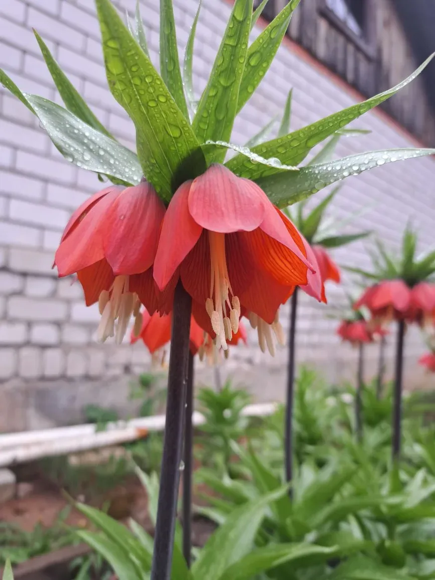 Всем здравствуйте! Пришло время Рябчиков императорских🌿🌼🌸 Настоящие красавцы! Ни дождь, ни снег, ни 
