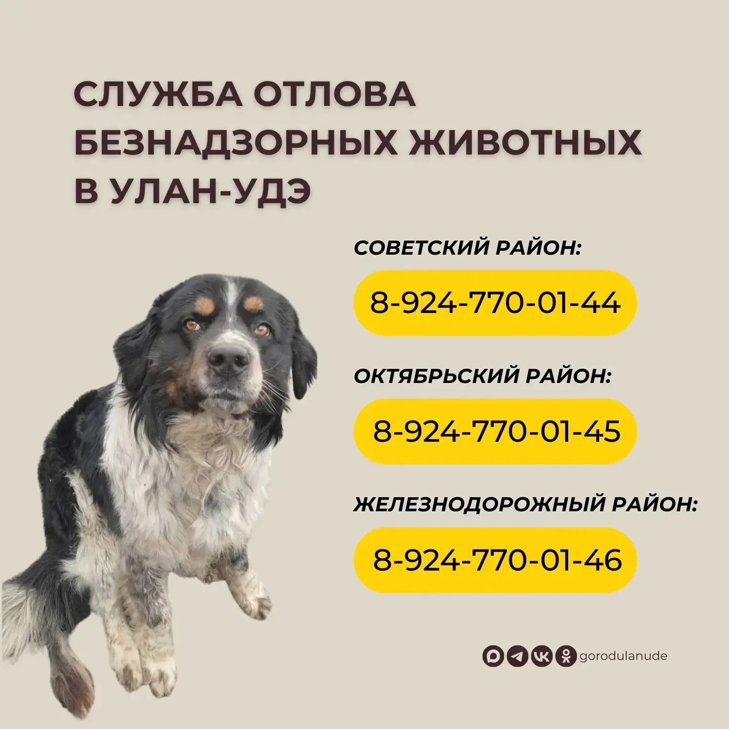 Уважаемые горожане, по отлову собак обращайтесь по телефонам в карточке👆