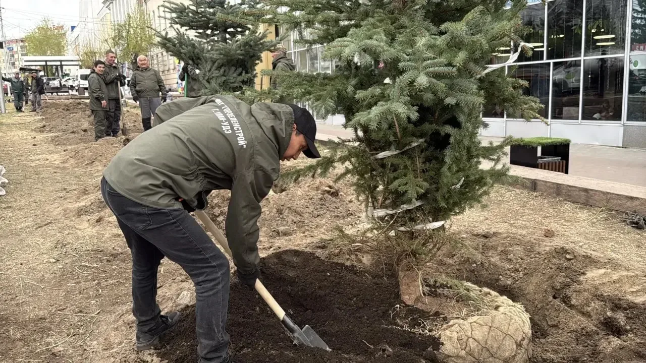 В центре Улан-Удэ высадили новые голубые ели  Сегодня возле бывшего кинотеатра «Прогресс» и городско
