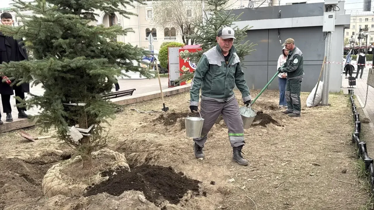 В центре Улан-Удэ высадили новые голубые ели  Сегодня возле бывшего кинотеатра «Прогресс» и городско