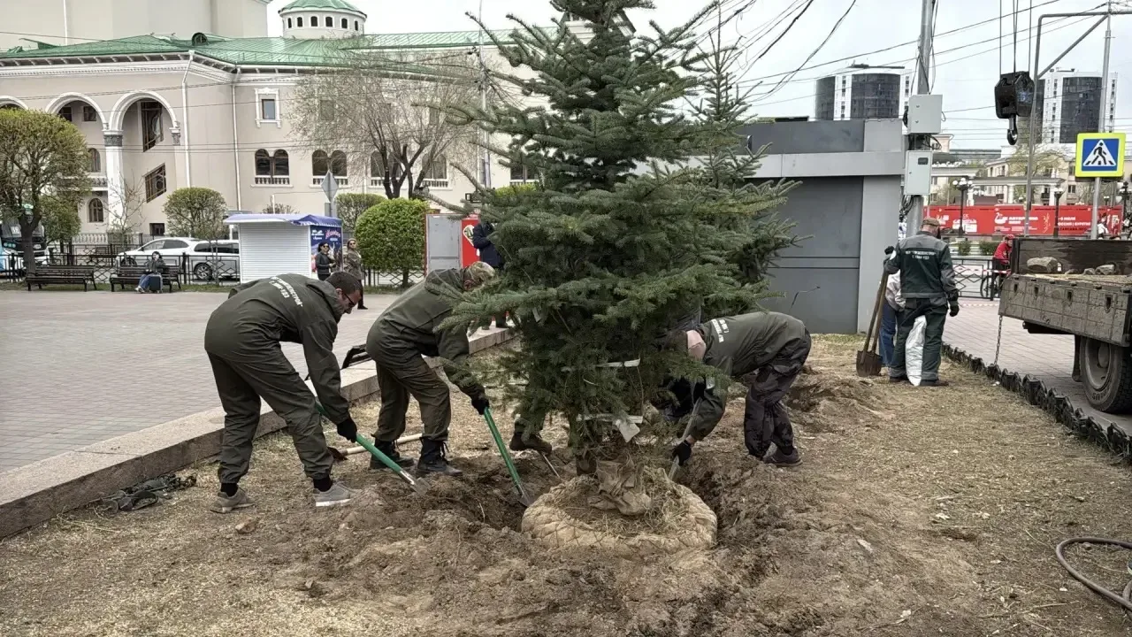 В центре Улан-Удэ высадили новые голубые ели  Сегодня возле бывшего кинотеатра «Прогресс» и городско