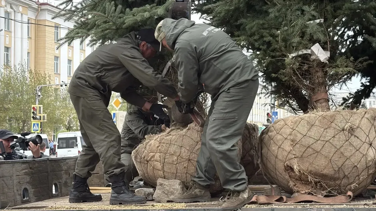 В центре Улан-Удэ высадили новые голубые ели  Сегодня возле бывшего кинотеатра «Прогресс» и городско