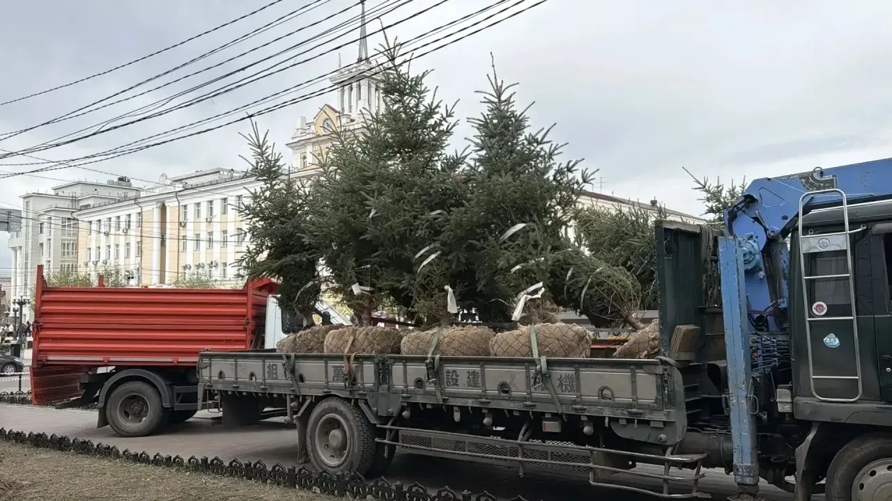 В центре Улан-Удэ высадили новые голубые ели  Сегодня возле бывшего кинотеатра «Прогресс» и городско