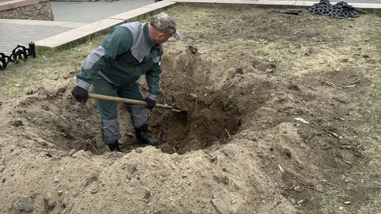 В центре Улан-Удэ высадили новые голубые ели  Сегодня возле бывшего кинотеатра «Прогресс» и городско