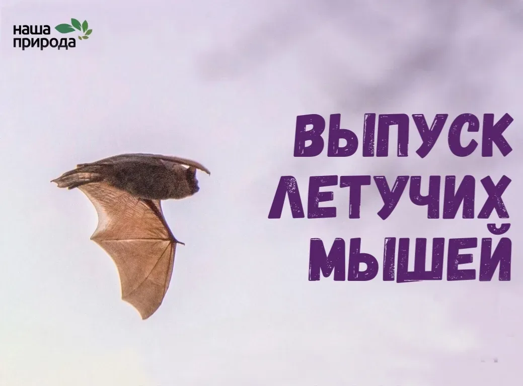 Встреча «Выпускной летучих мышей»    🗓 Дата: #14мая | 🕖 Время: 19:50   📍 Место: Ботанический сад, Ол