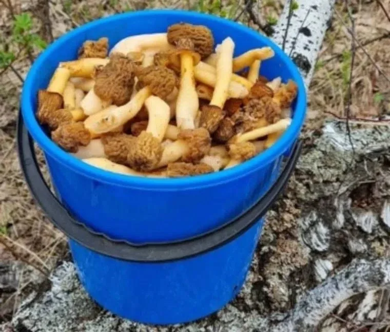 В Курганской области начали находить сморчки  Первые сморчки грибники начали встречать в лесах Кетов
