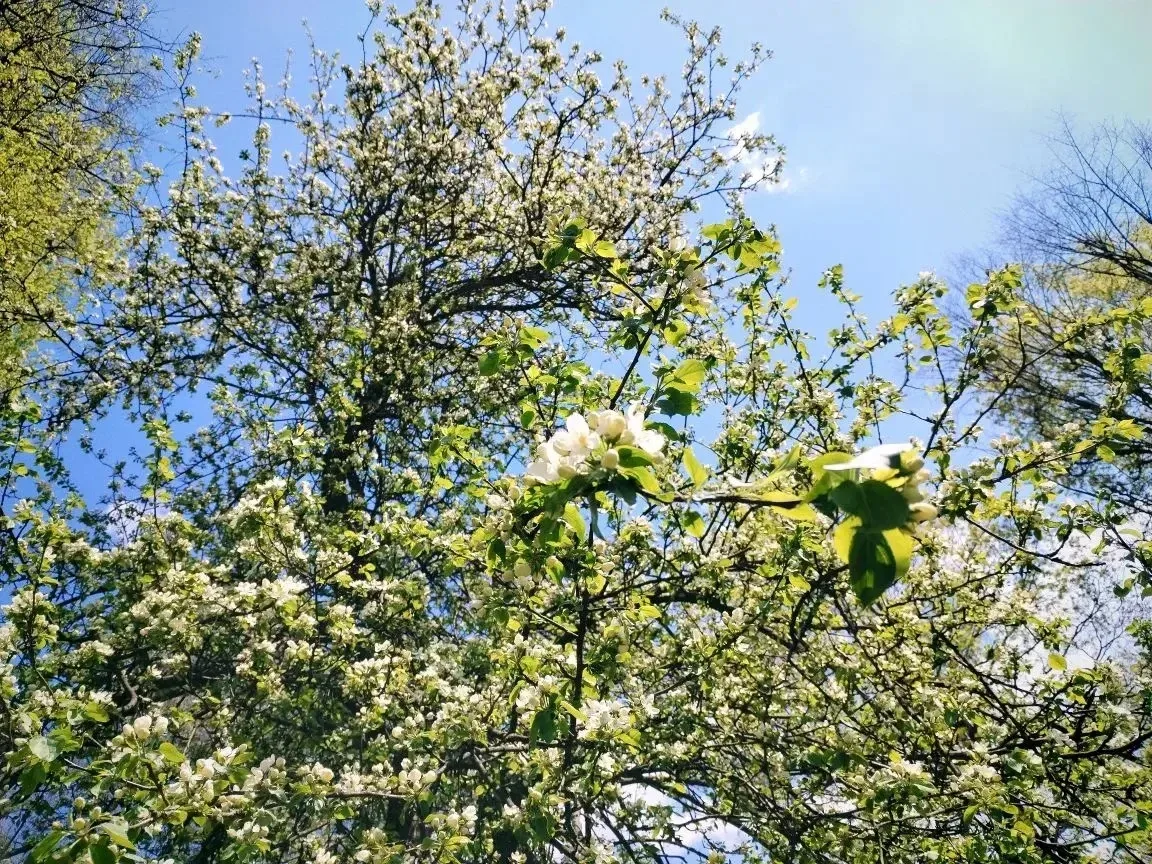 Доброе утро!   🌿 Подольск зеленее и ярче с каждым днём. Сегодня в городе до +22, не исключено, что н