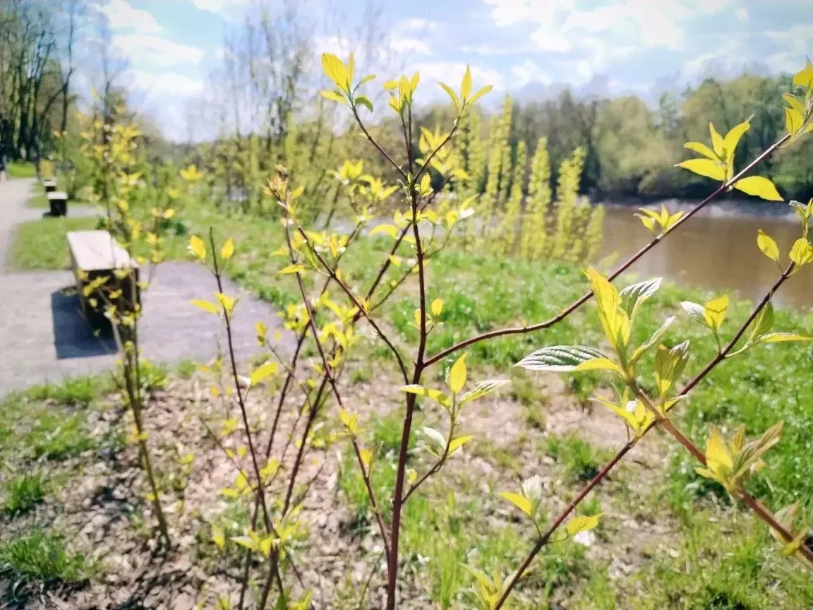 Доброе утро!   🌿 Подольск зеленее и ярче с каждым днём. Сегодня в городе до +22, не исключено, что н