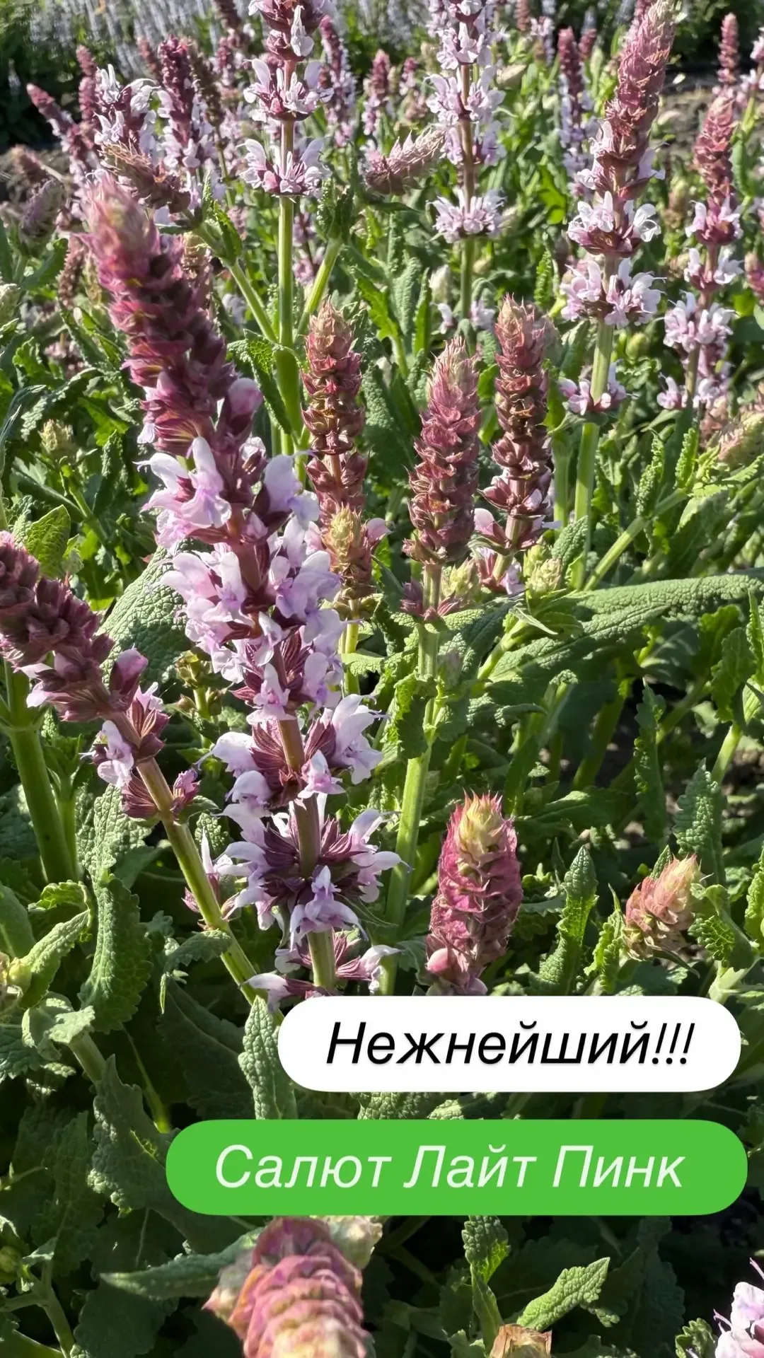 Котовники и шалфеи готовятся к своему сезону и набрали бутоны!  Сейчас полная коллекция их у нас на 