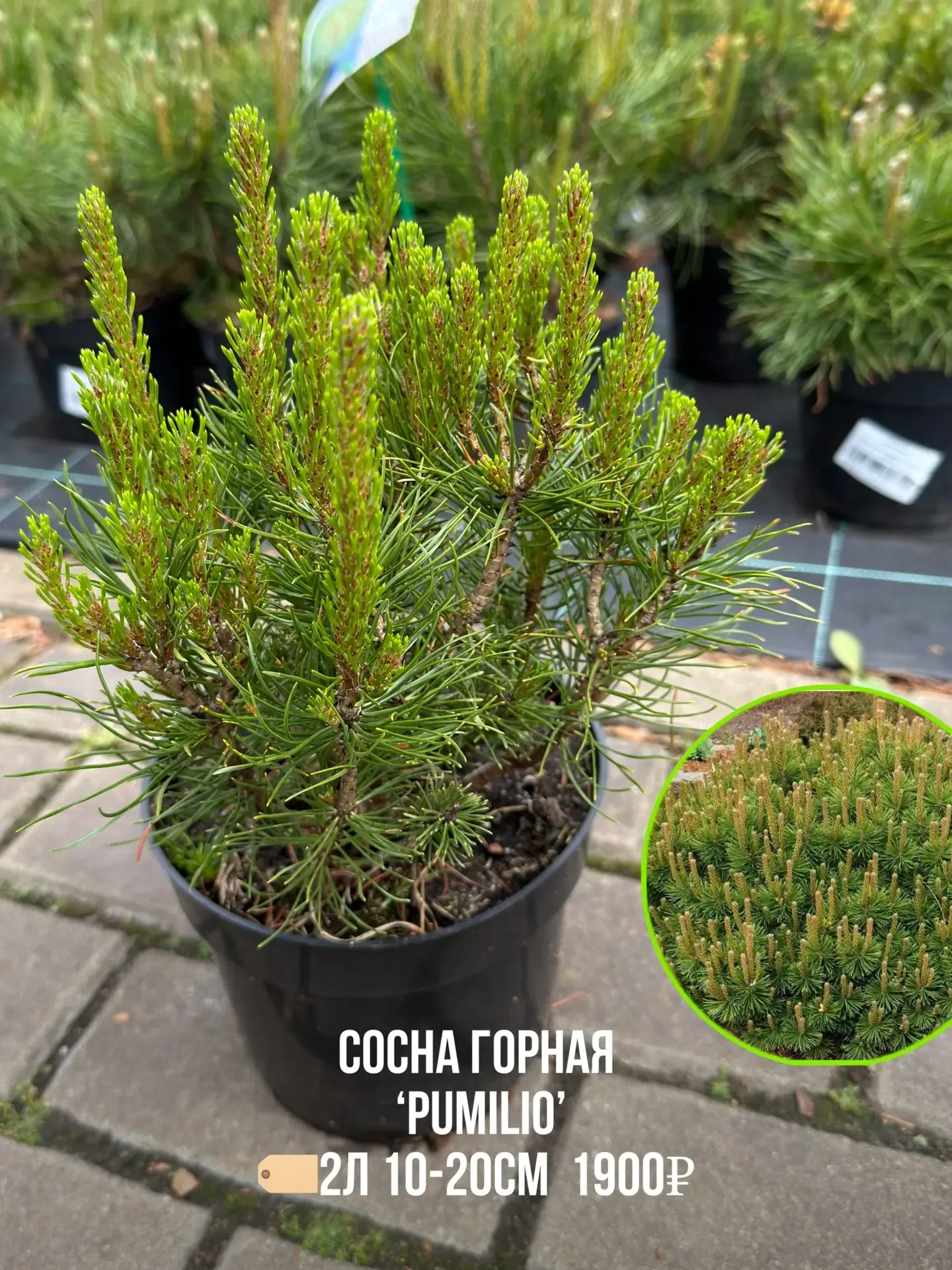 🌲 Маленькая клумба и нет места для большого дерева? 👇 Прекрасные и компактные растения - кустовые со