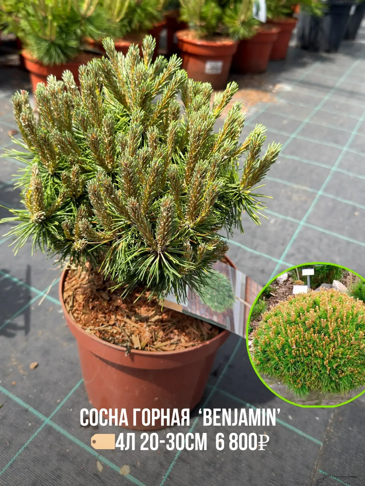 🌲 Маленькая клумба и нет места для большого дерева? 👇 Прекрасные и компактные растения - кустовые со