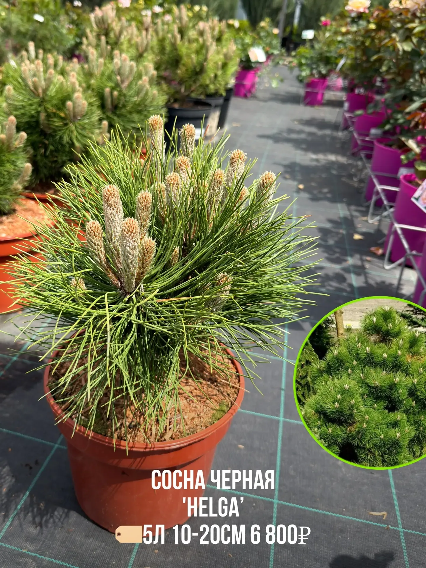 🌲 Маленькая клумба и нет места для большого дерева? 👇 Прекрасные и компактные растения - кустовые со