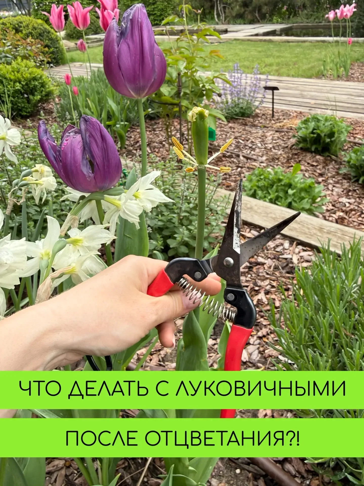 Что делать с тюльпанами и остальными луковичными когда они отцвели? ⠀ 1. Сразу после цветения обреза