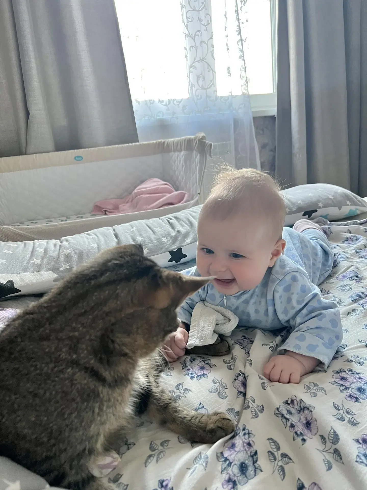Мои дети растут с животными🐈🐕  У нас дома живет мопс Эмми, ей почти 10 лет. А еще кот Сиджей, ему ск