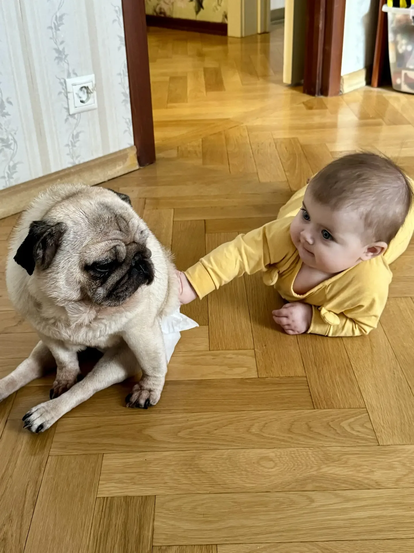 Мои дети растут с животными🐈🐕  У нас дома живет мопс Эмми, ей почти 10 лет. А еще кот Сиджей, ему ск