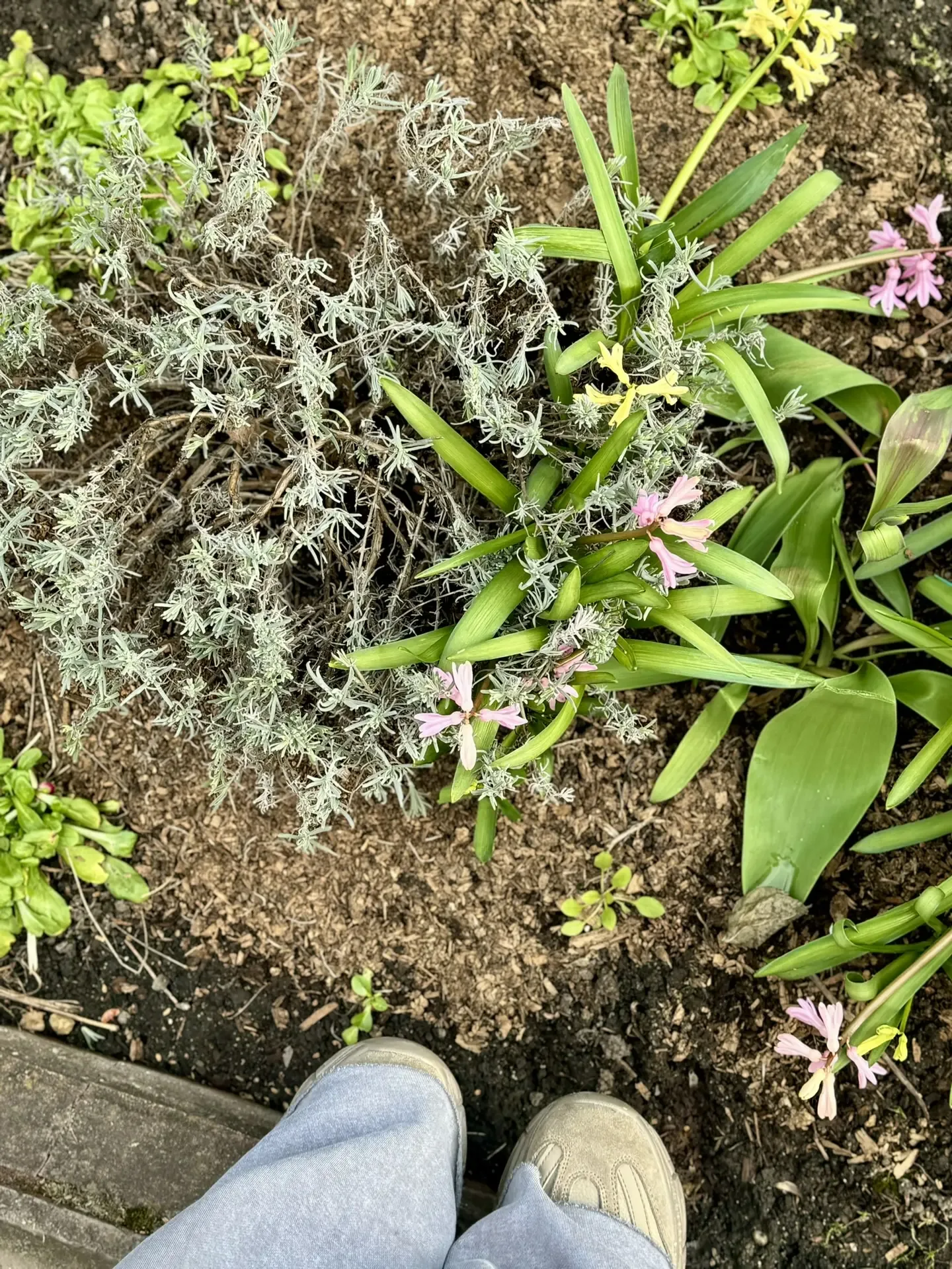 Немного нашей дачной атмосферы🏡  Майские идут по плану👌