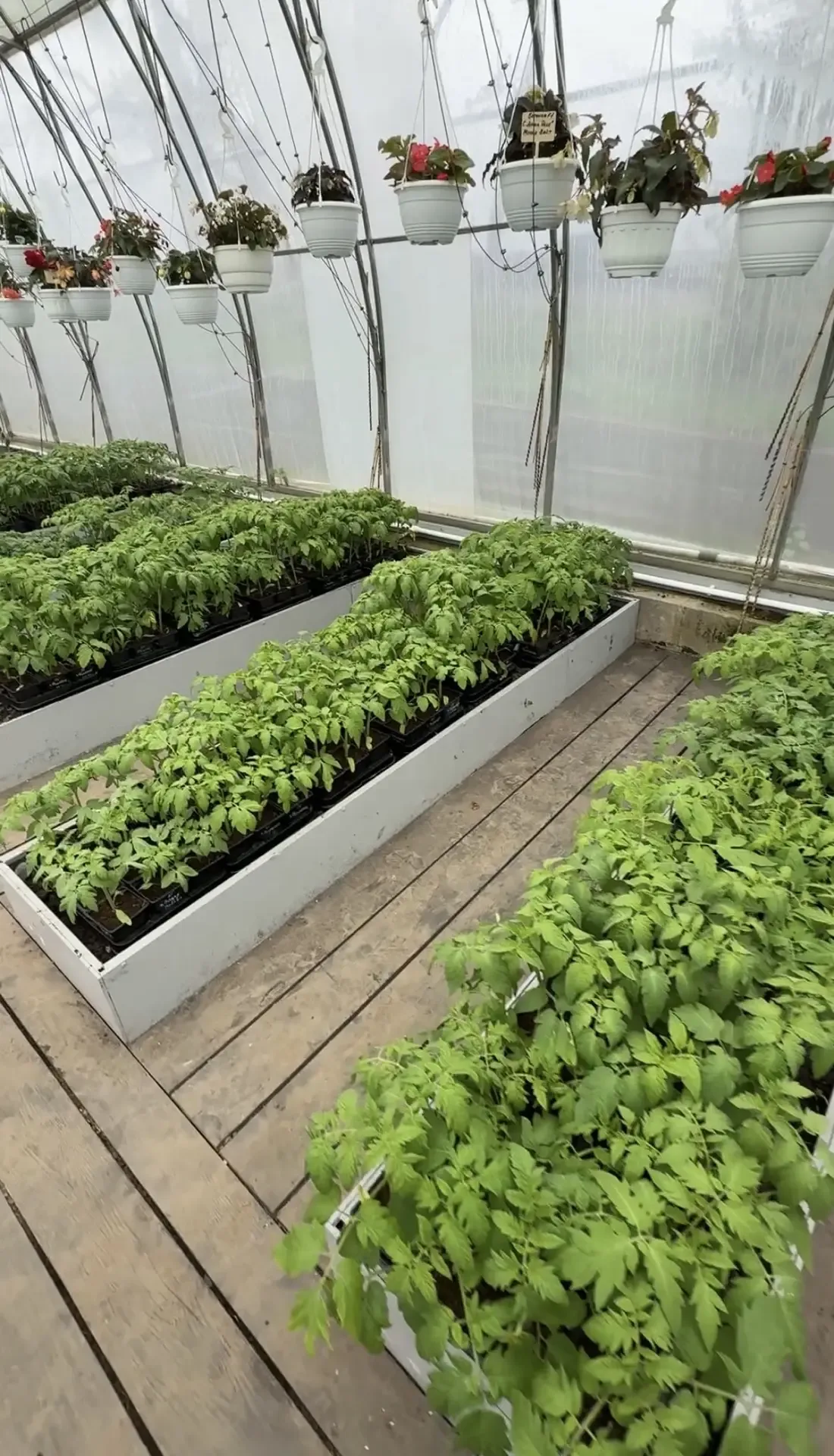 🍅🌱 ИДЕАЛЬНЫЙ СТАРТ СЕЗОНА! Друзья, на нашу демонстрационную площадку уже привезли рассаду для теплиц