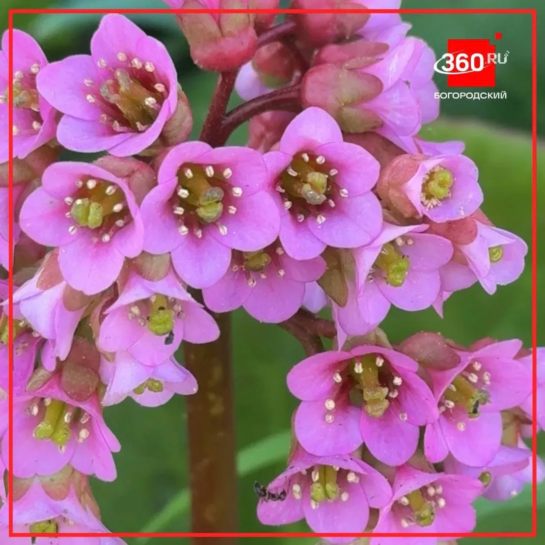 Доброе утро, Богородский!🥰  ☺️Среда пришла - неделя прошла. Желаем вам продуктивного дня, отличного 