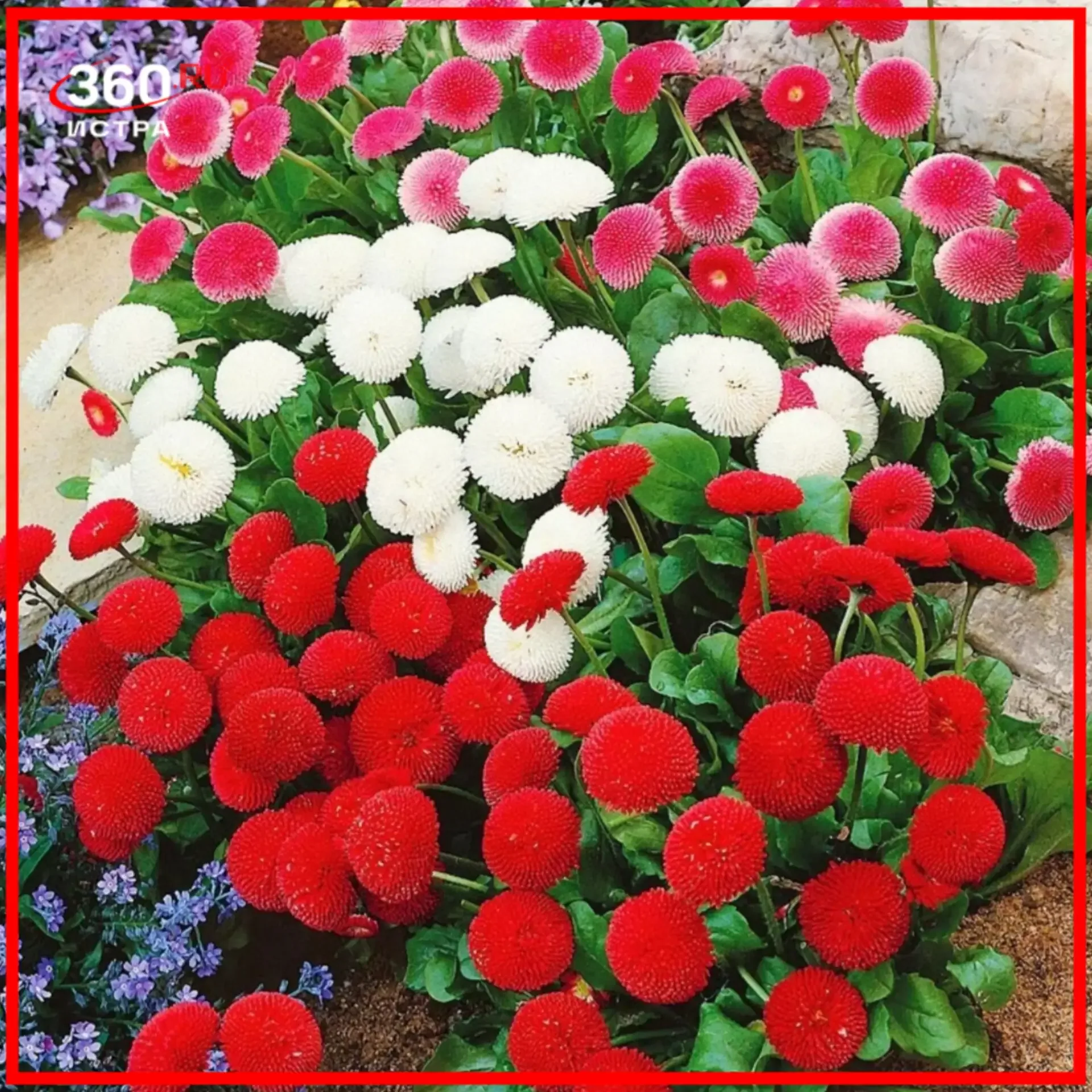 Более 220 тысяч цветов украсят улицы Истры этим летом🌸  Этим летом Истра расцветёт: на улицах высадя