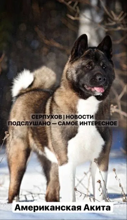 💬 От читательницы. Анонимно  В районе бумажной фабрики, по словам читательницы, собака породы америк