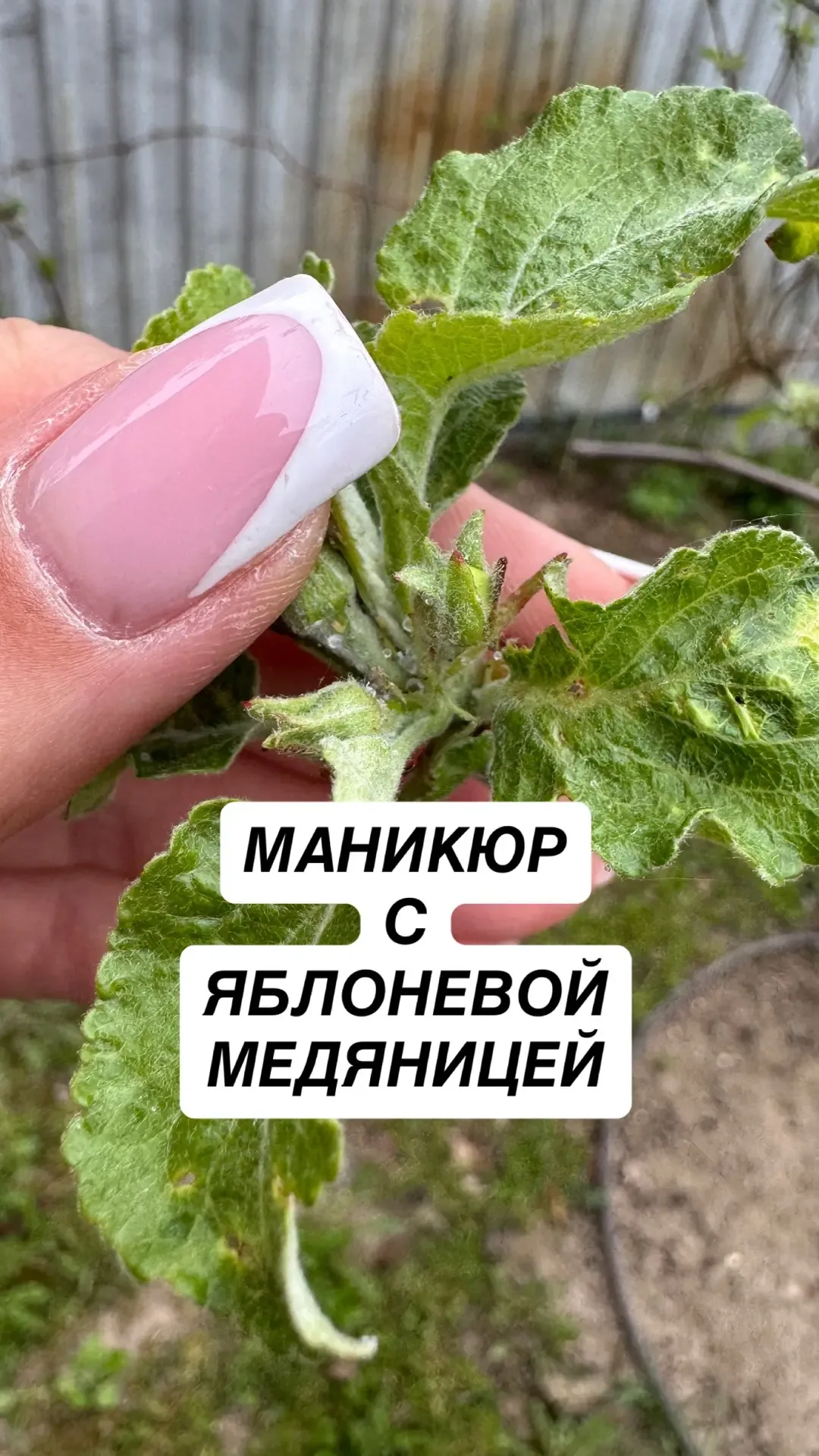 Мой маникюр указывает на следы яблоневой медяницы: есть шанс остаться без урожая на молодых яблонях 
