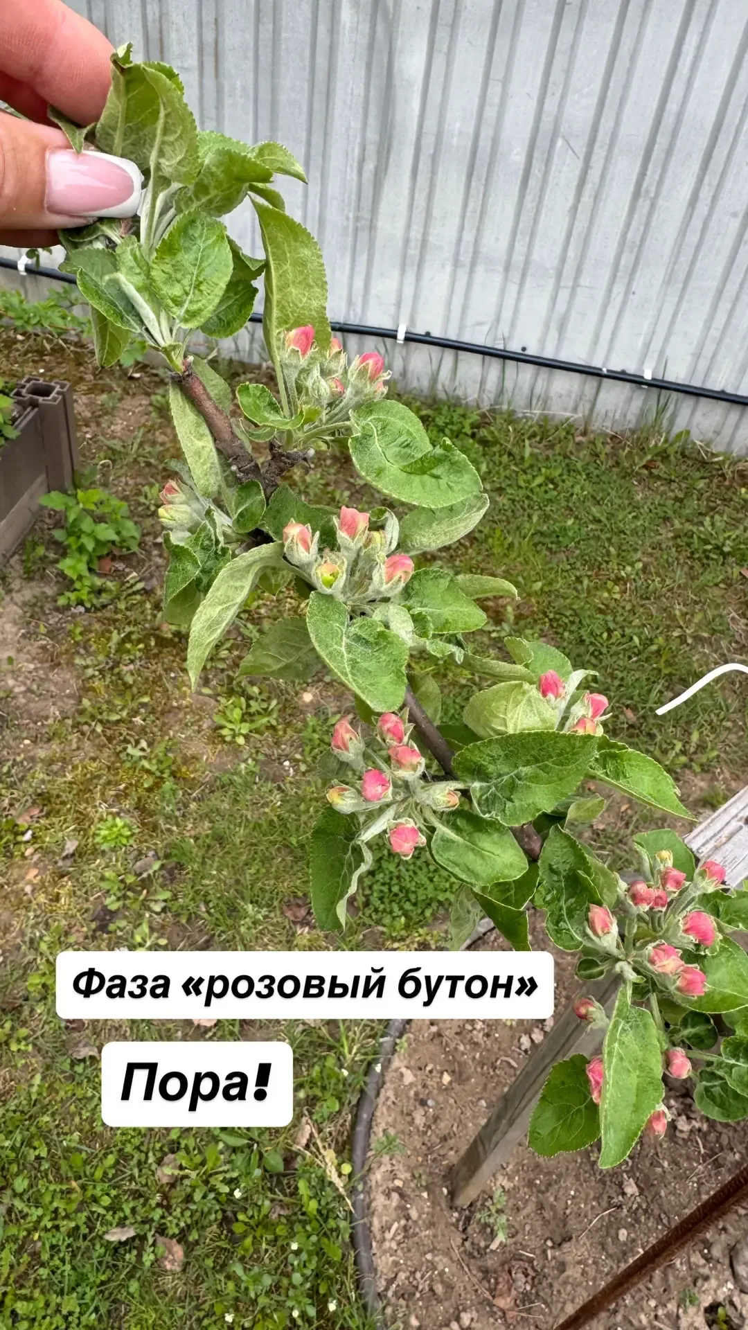 Мой маникюр указывает на следы яблоневой медяницы: есть шанс остаться без урожая на молодых яблонях 