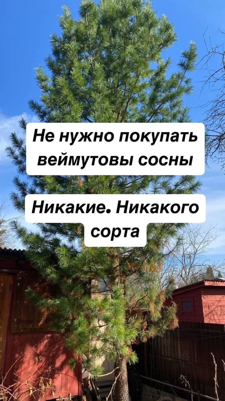 Веймутовы и кедровые сосны в опасности!   Я постоянно отговариваю от посадки веймутовой сосны и кедр