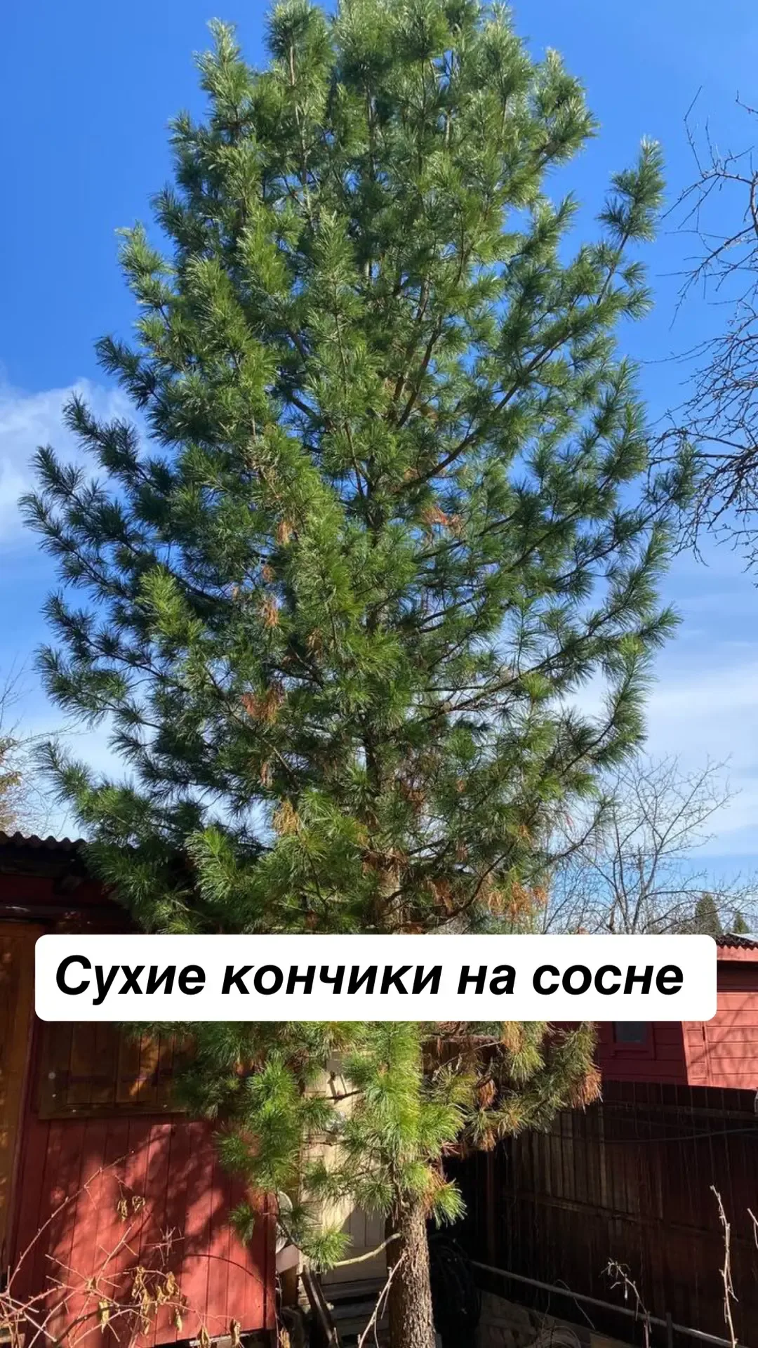Веймутовы и кедровые сосны в опасности!   Я постоянно отговариваю от посадки веймутовой сосны и кедр