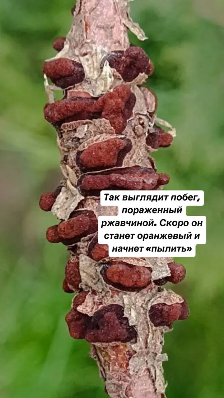 Веймутовы и кедровые сосны в опасности!   Я постоянно отговариваю от посадки веймутовой сосны и кедр