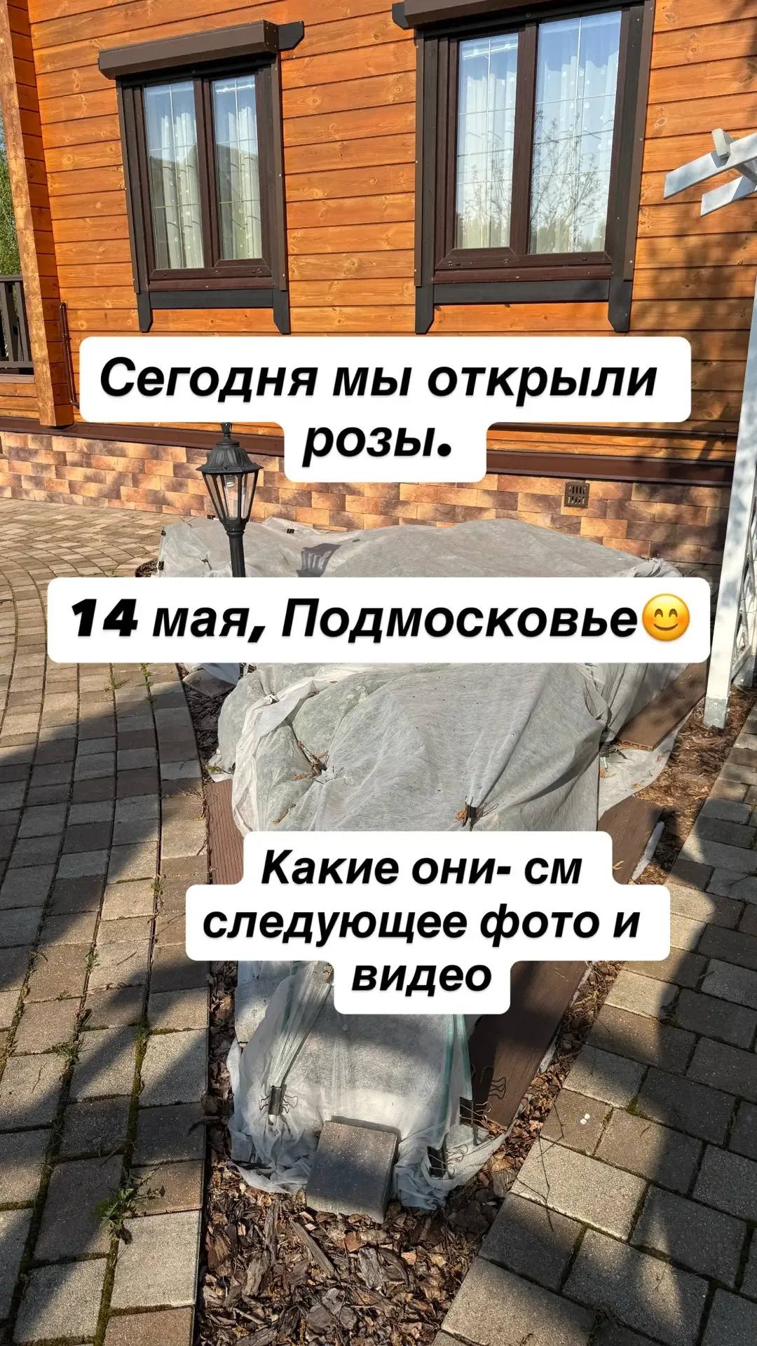Сегодня, 14 мая, мы открыли розы 😜  Да, так можно было и мы так уже делали - открывали однажды розы 