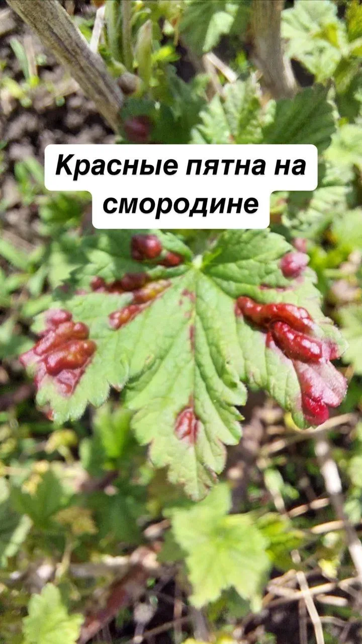 Красные волдыри на смородине!   Это либо ахтунг, либо не очень ахтунг😜  Давайте разбираться  Похожие