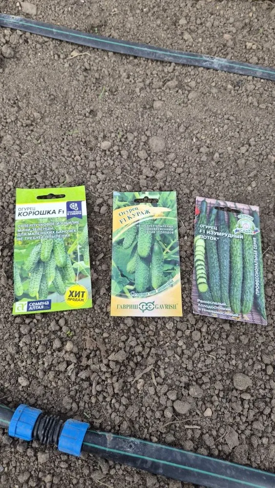 Посеяла зелень 🌱 Укроп Алигатор  Петрушка Итальянский гигант  Редиска Мечта Алисы ( можно сеять все 