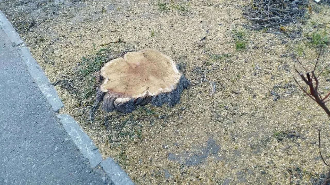 ⚠️ В Пензе уничтожили уникальную шелковицу из-за грязных плодов  В Пензе, на улице Карла Маркса, у т