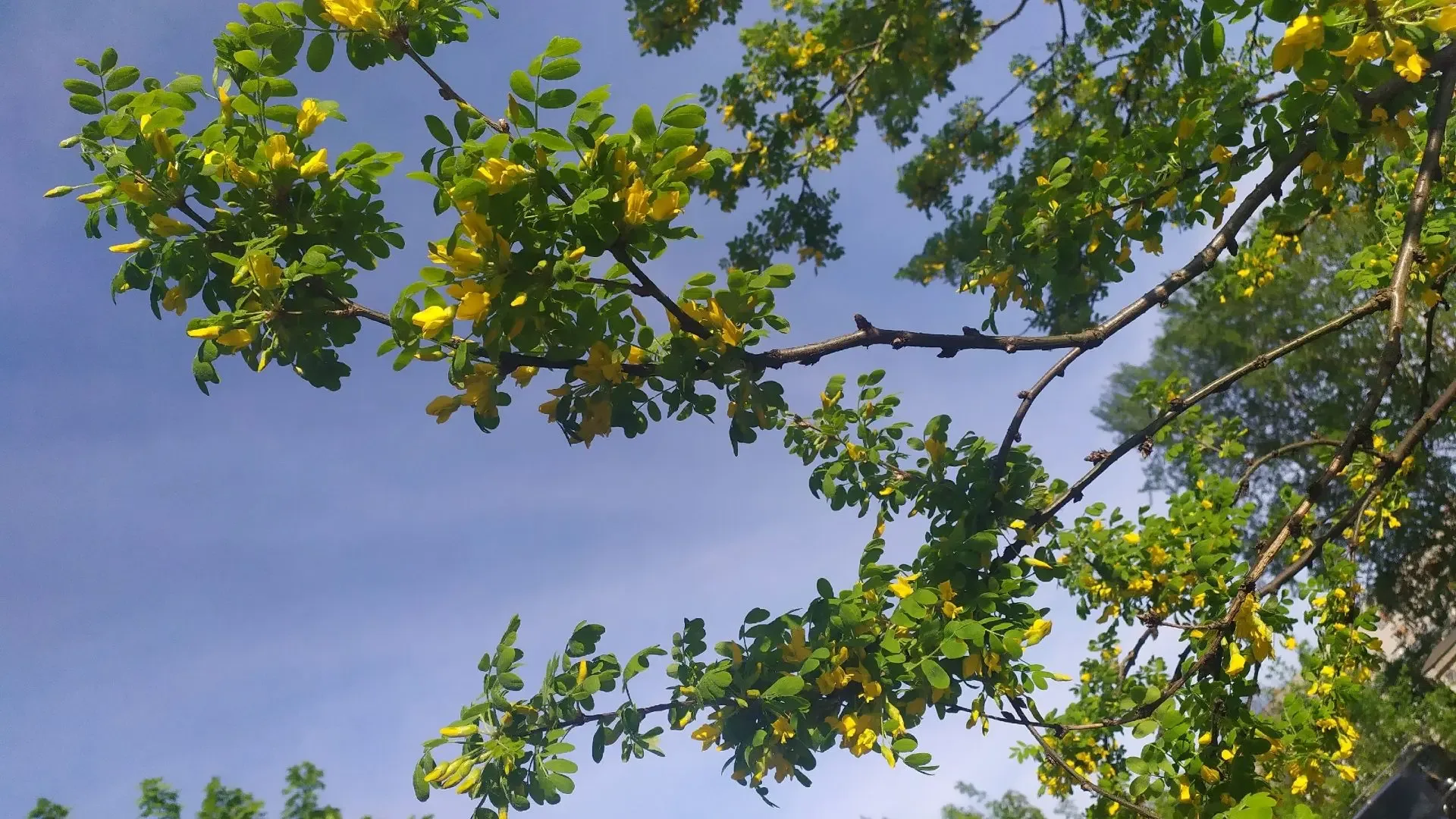 Днем до +25℃: аномальное тепло идет в Карелию  Карельские синоптики рассказали о погоде на ближайшую
