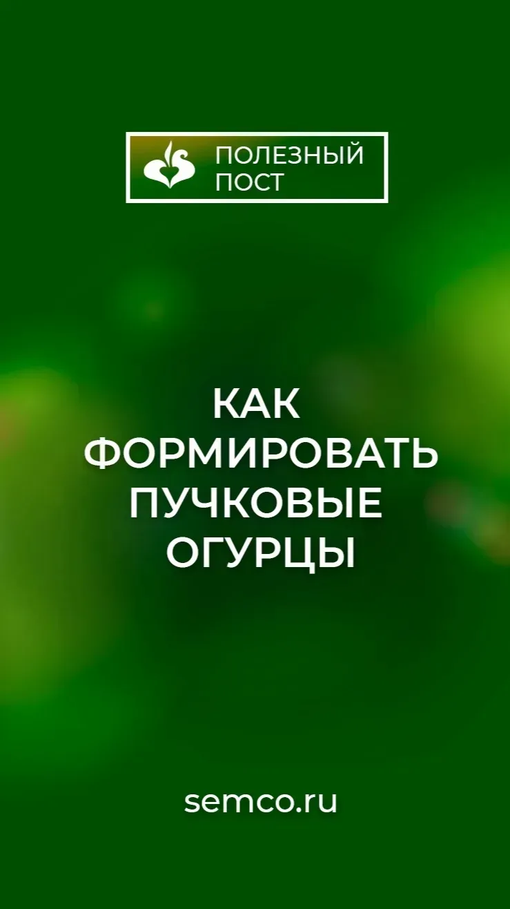🥒 Как формировать пучковые огурцы.🥒  Пучковые огурцы — это настоящая мечта огородника. Только предст