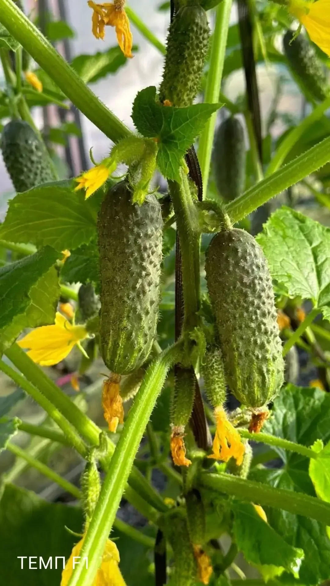 🥒 Как формировать пучковые огурцы.🥒  Пучковые огурцы — это настоящая мечта огородника. Только предст
