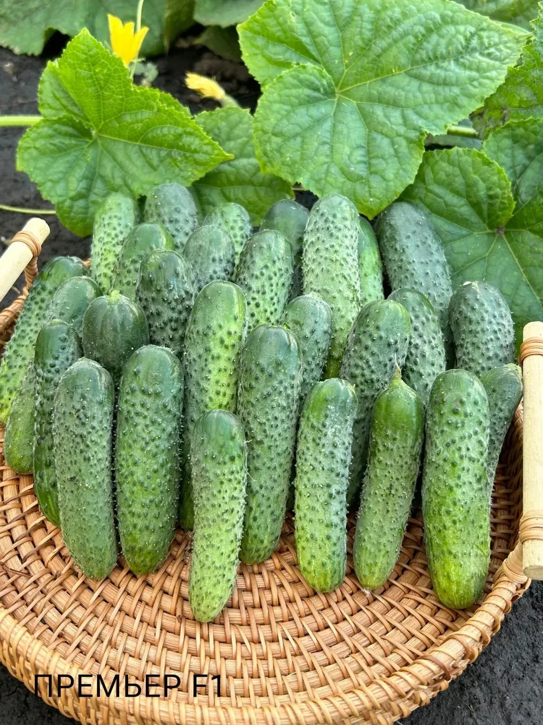 🥒 Как формировать пучковые огурцы.🥒  Пучковые огурцы — это настоящая мечта огородника. Только предст