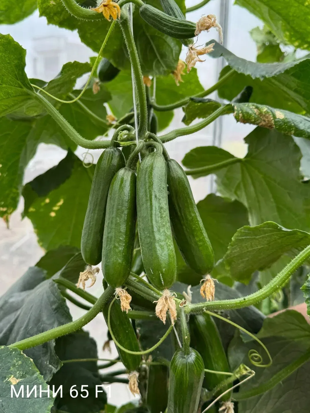 🥒 Как формировать пучковые огурцы.🥒  Пучковые огурцы — это настоящая мечта огородника. Только предст