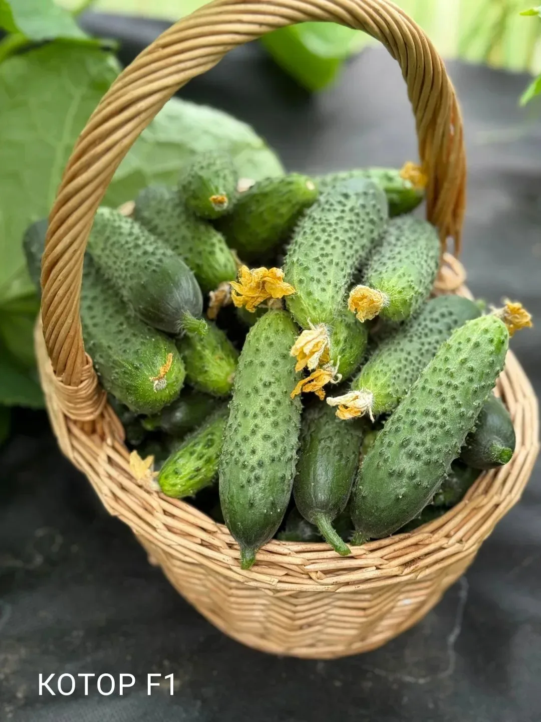 🥒 Как формировать пучковые огурцы.🥒  Пучковые огурцы — это настоящая мечта огородника. Только предст