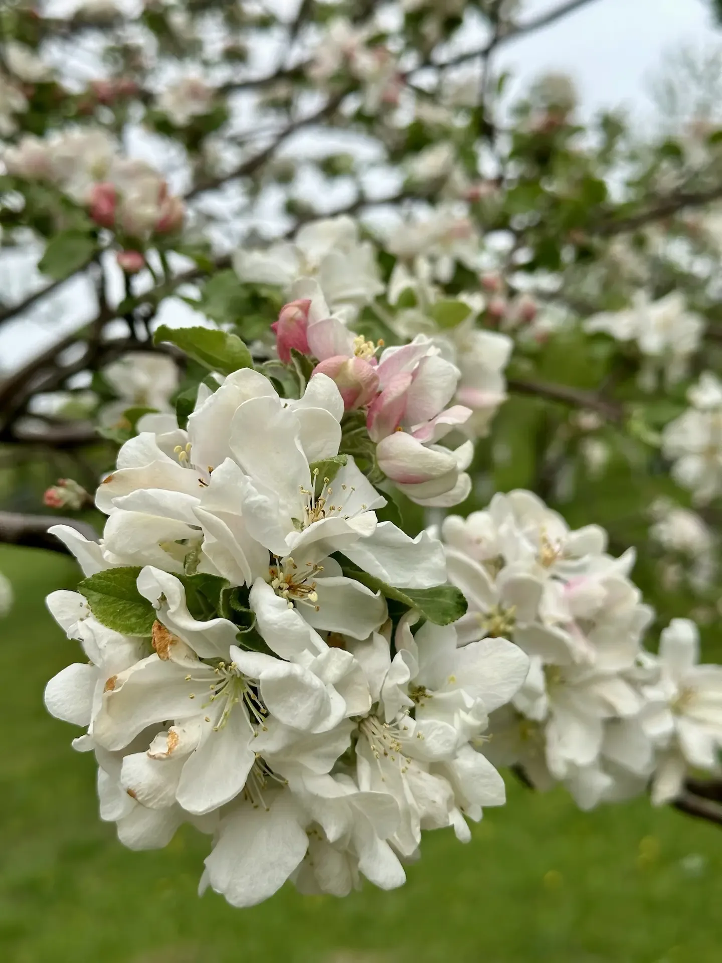 🌿 Лето — пора собирать не только ягоды, но и здоровье!   🥰 Представьте: вместо душного города — свеж