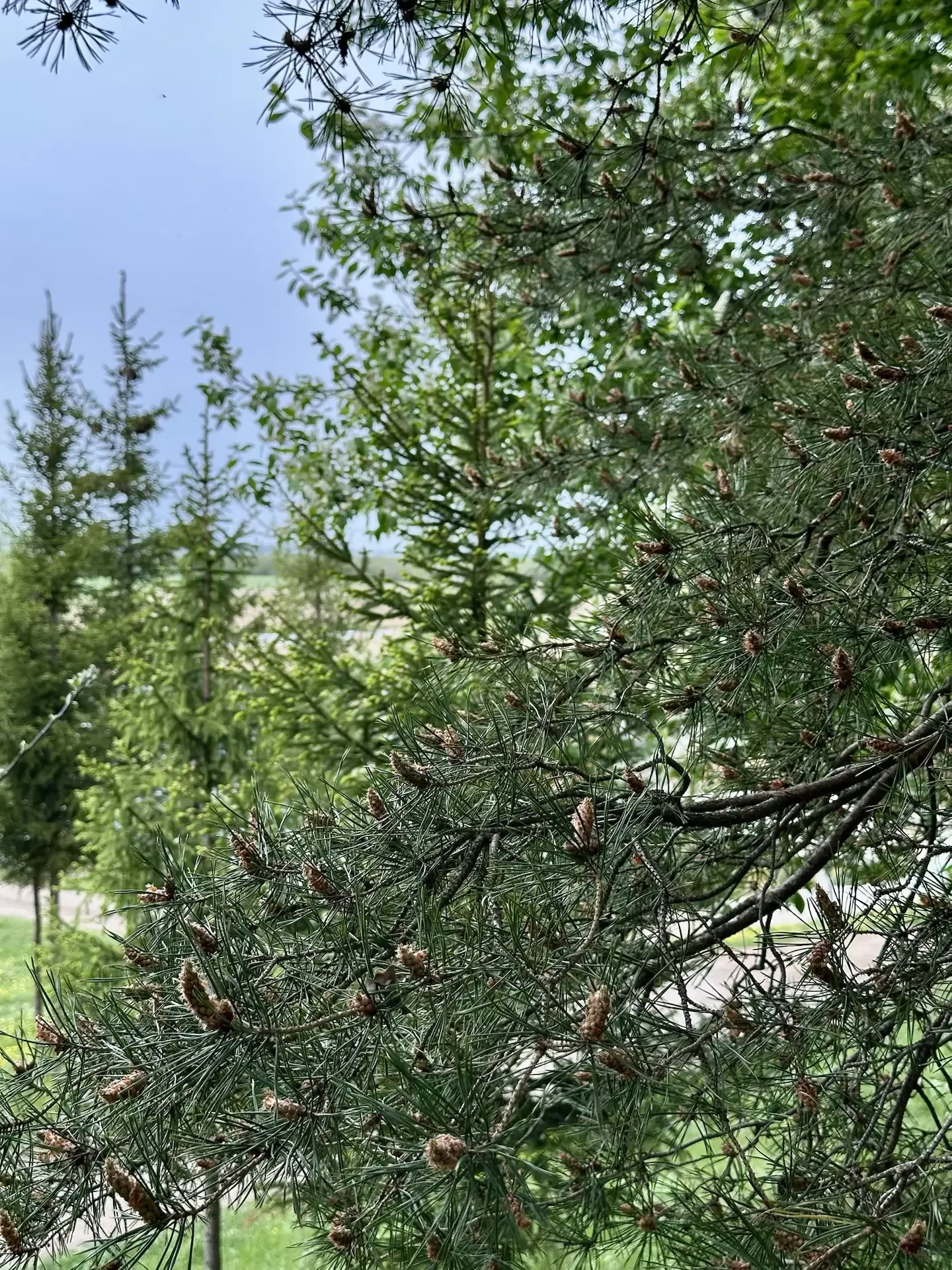 🌿 Лето — пора собирать не только ягоды, но и здоровье!   🥰 Представьте: вместо душного города — свеж