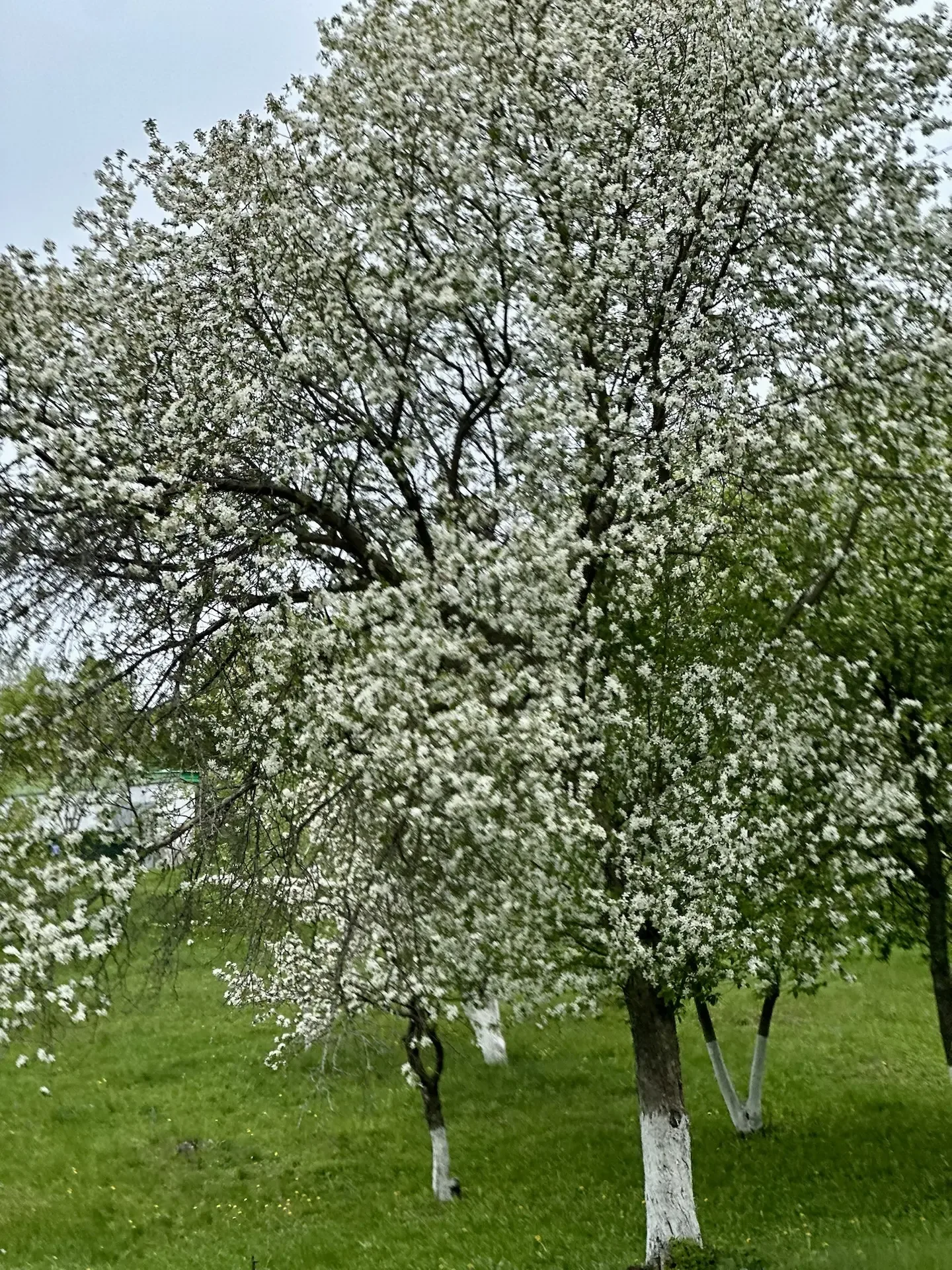 🌿 Лето — пора собирать не только ягоды, но и здоровье!   🥰 Представьте: вместо душного города — свеж