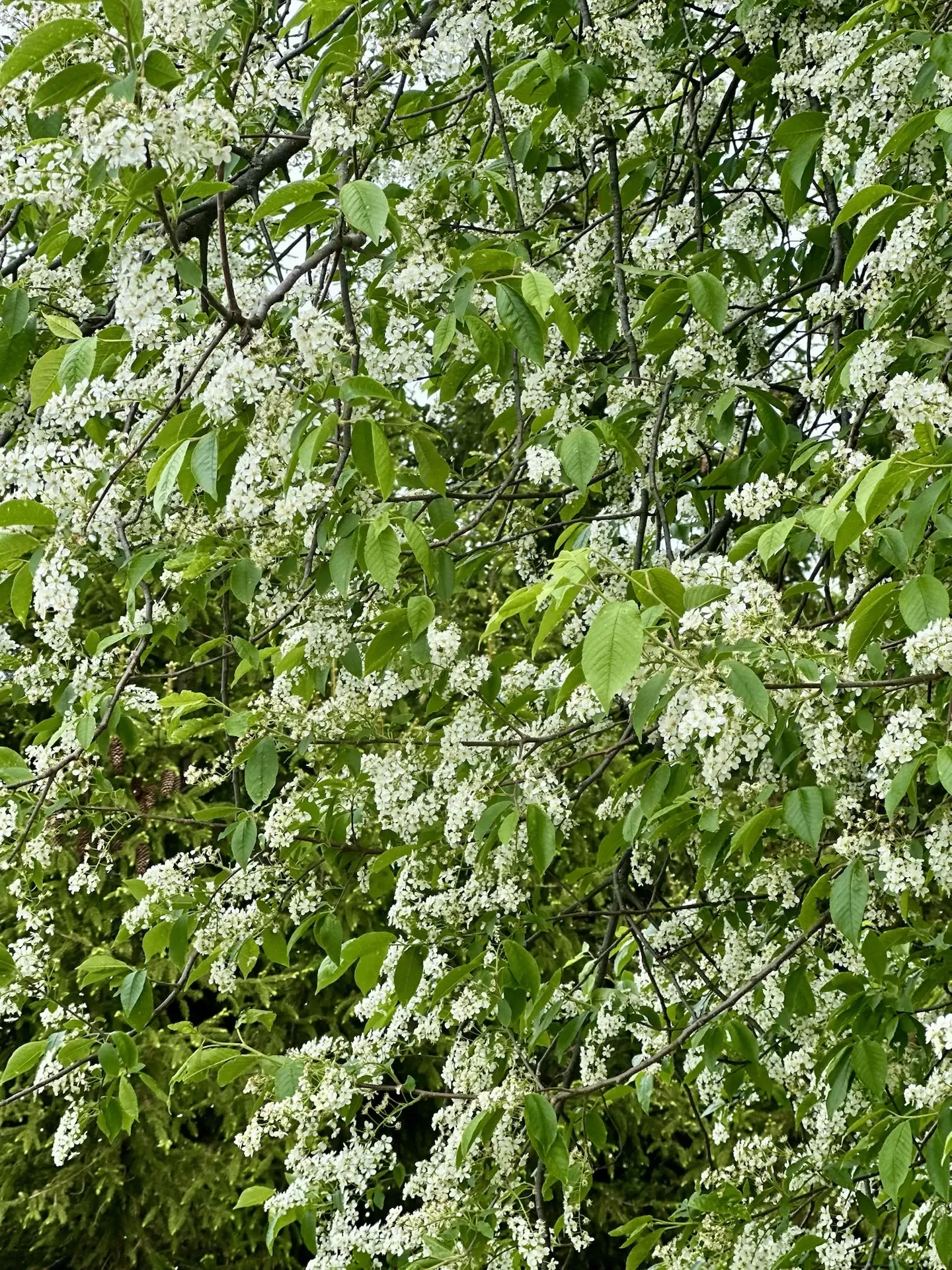🌿 Лето — пора собирать не только ягоды, но и здоровье!   🥰 Представьте: вместо душного города — свеж