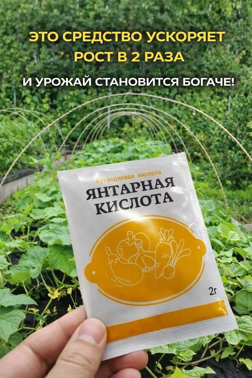 ЯНТАРНАЯ КИСЛОТА — СЕКРЕТ УСПЕХА ВАШЕГО ОГОРОДА!  Если вы выращиваете огурцы на даче, обязательно по