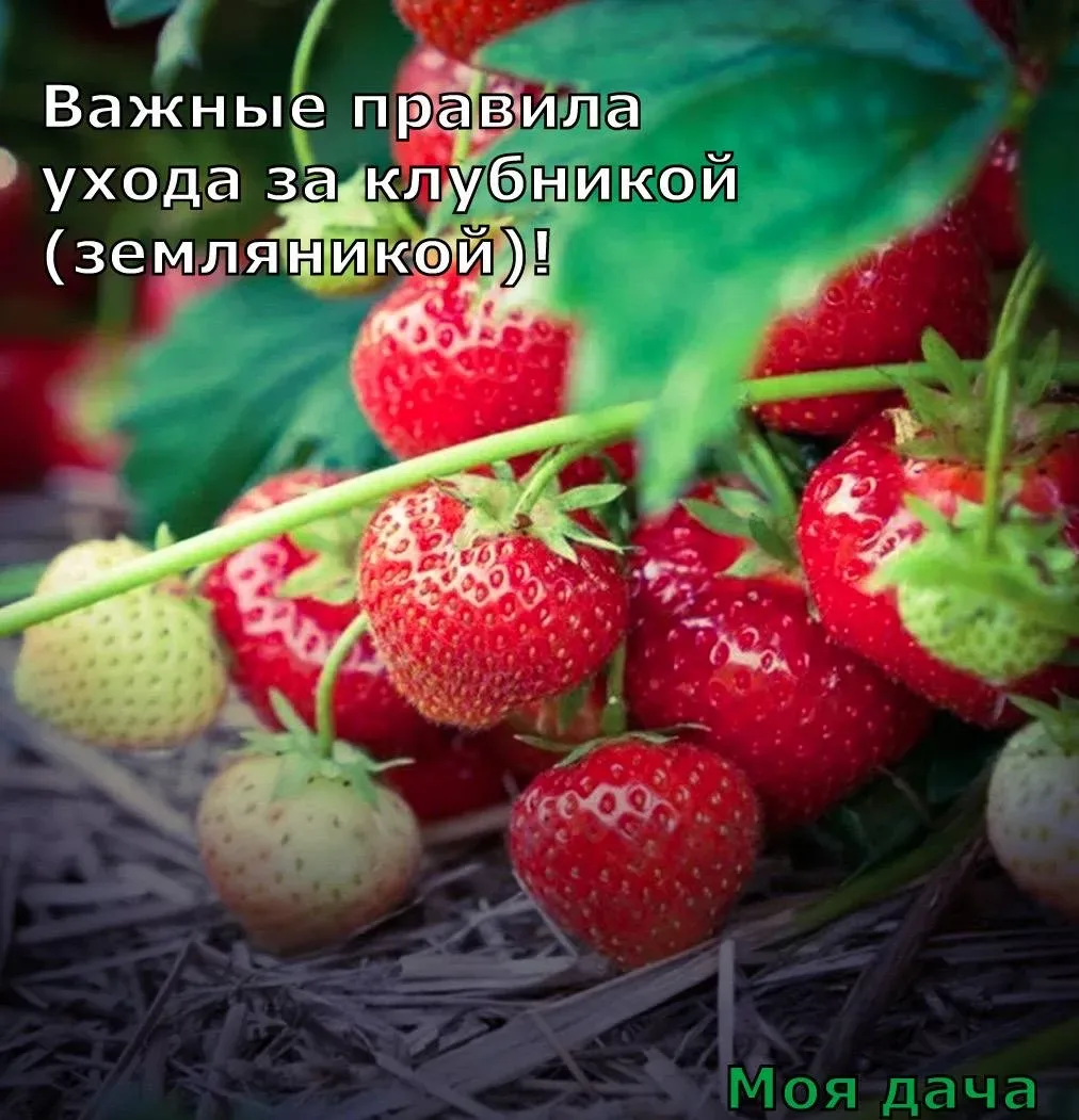 Важные правила ухода за клубникой (земляникой) 🍓  Чтобы растение приносило не просто большой и стаби