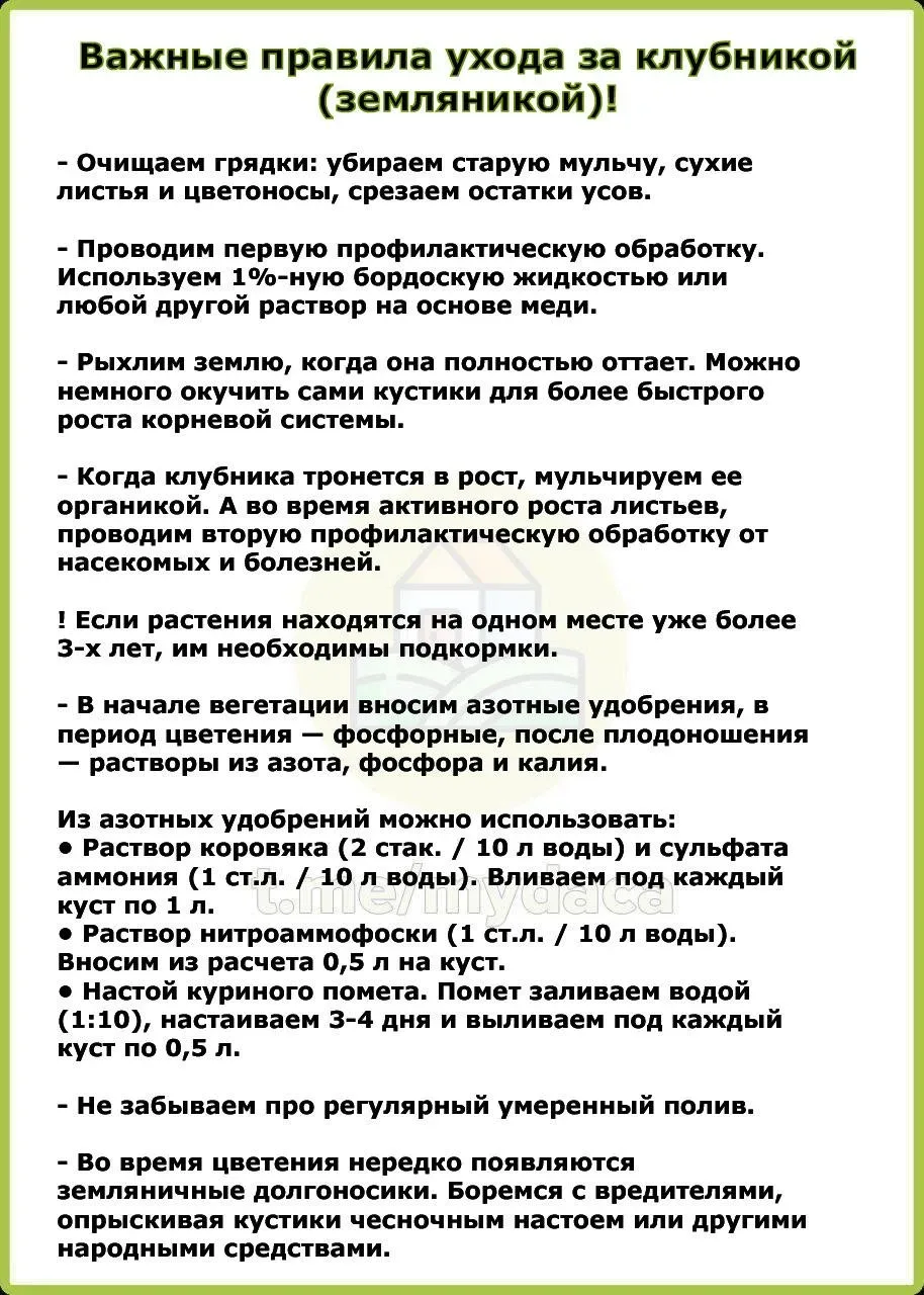 Важные правила ухода за клубникой (земляникой) 🍓  Чтобы растение приносило не просто большой и стаби
