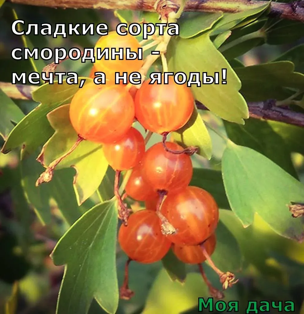 Сладкие сорта смородины - мечта, а не ягоды 🍇  Полезное может быть вкусным! Если вы ищете смородину,