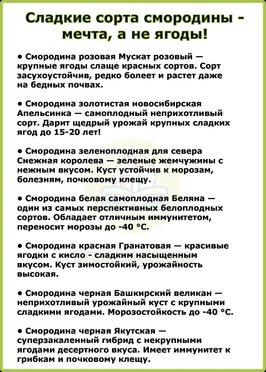 Сладкие сорта смородины - мечта, а не ягоды 🍇  Полезное может быть вкусным! Если вы ищете смородину,